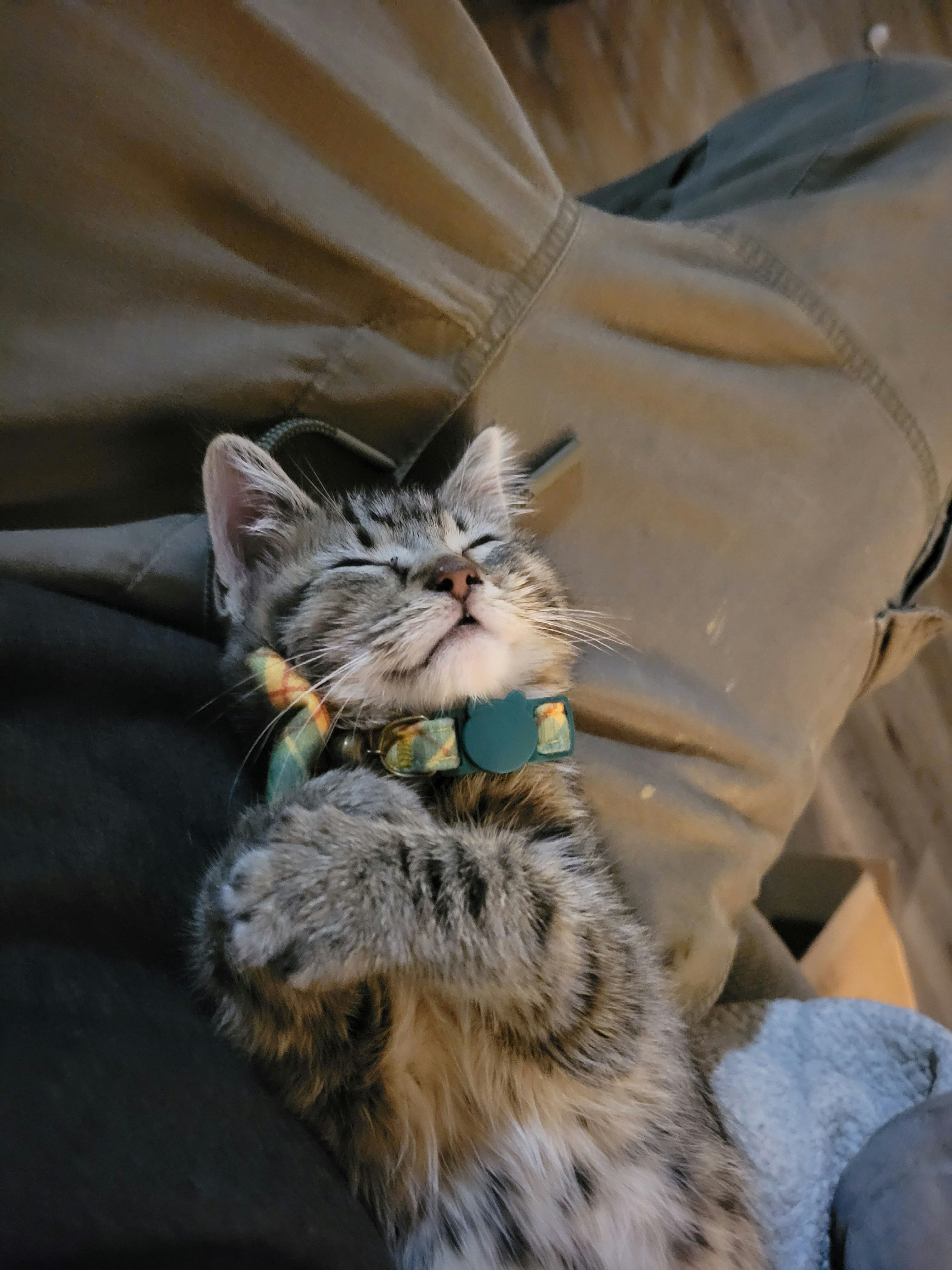 A cute cat sitting and looking at the camera
